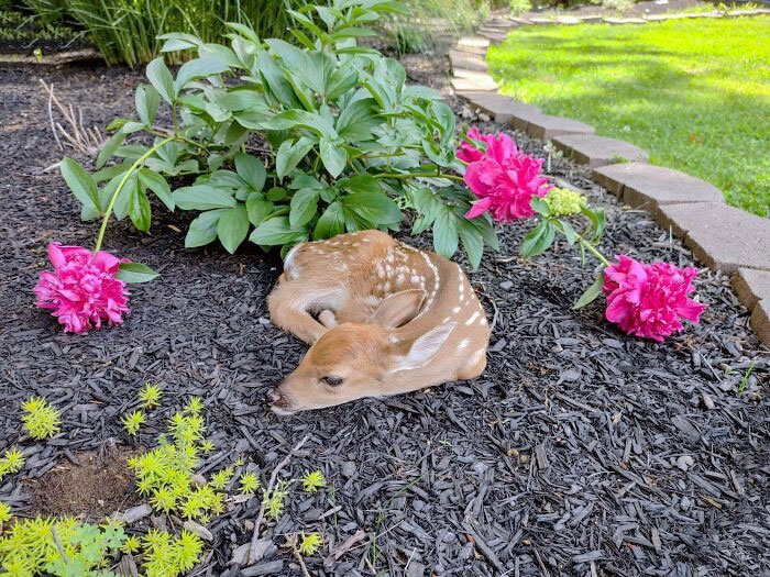 This Newborn Fawn Left By Its Mother Next To My Wife's Freshly Bloomed Peonies