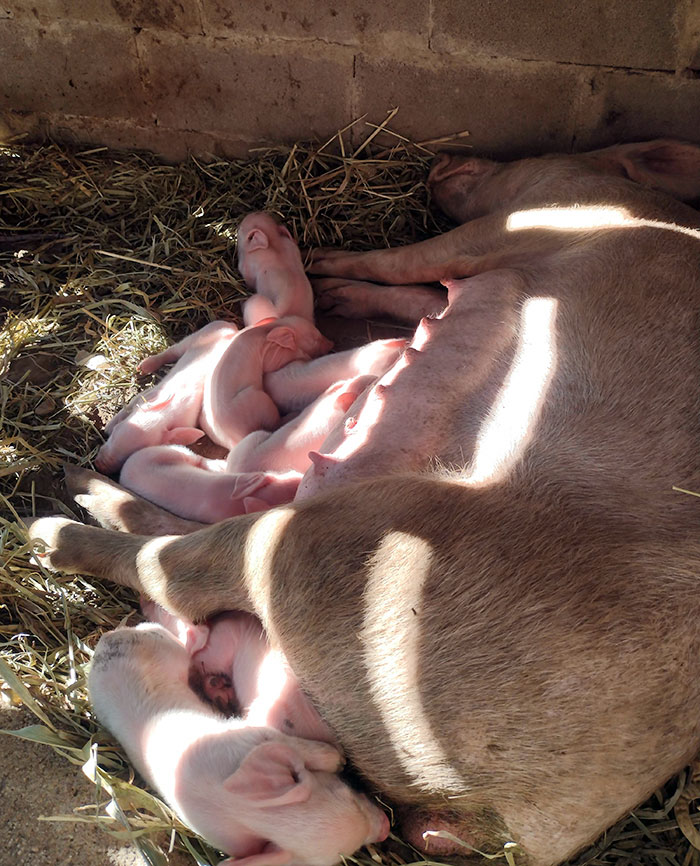 My Pig Rosalia And Her Newborn Babies