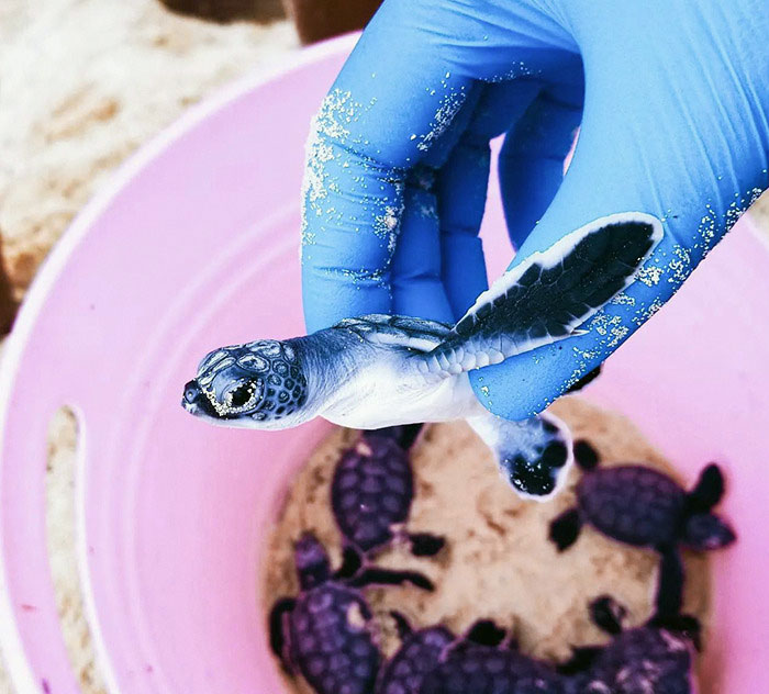 Rescate de crías de tortugas marinas en México 