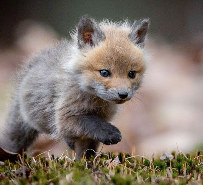This Adorable Baby Fox
