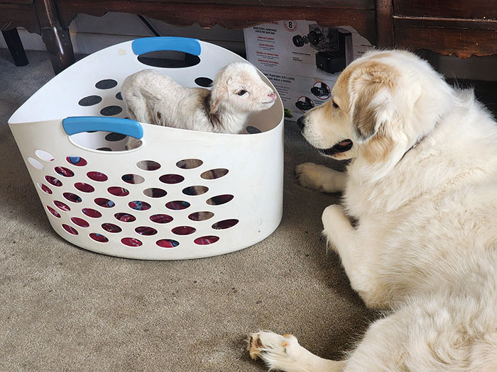 Our Guardian Dog Is Fascinated By The 3-Day-Old Baby Lamb That Needs Bottle Feeding
