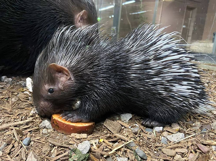 This Little Porcupine Is Only 4 Weeks Old. They Are Born Precocial, So Their Eyes Are Open, Their Teeth Are Well-Formed, And They Can Run Around With Their Parents Right Away