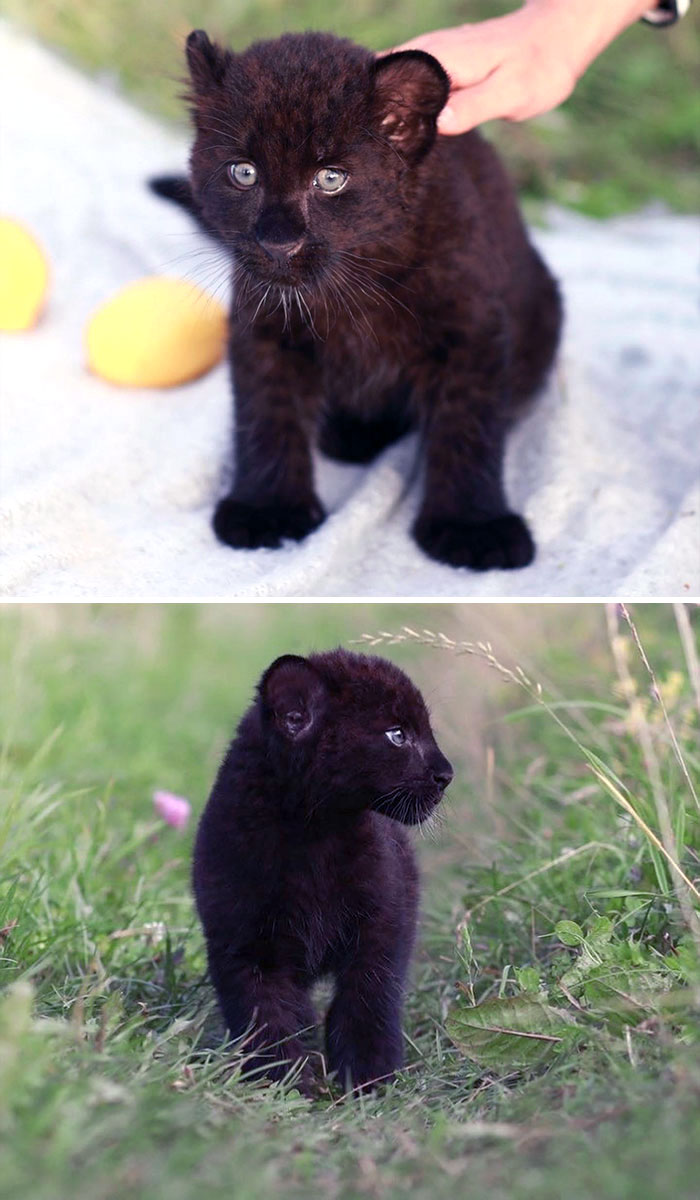 Luna Is Exactly 2 Months Old In These Photos. Still With Blue Eyes, By Three Months They Will Completely Turn Green. Still In A Baby Fur Coat, But Already More Like A Panther