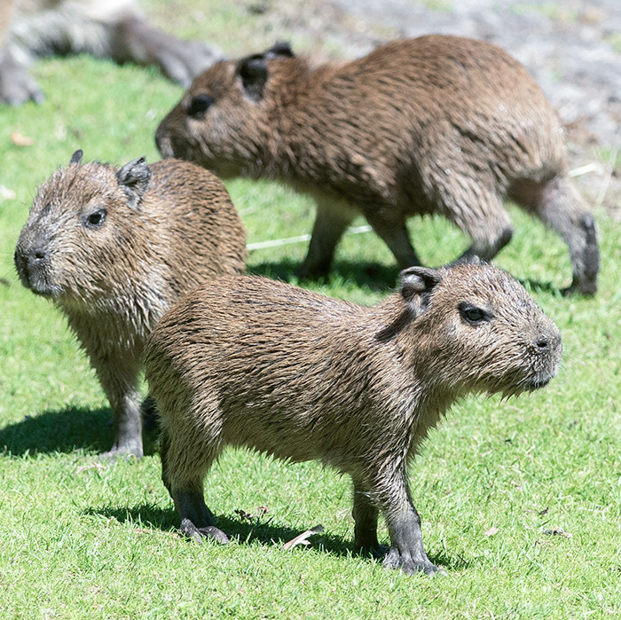Cute Capybara Babies