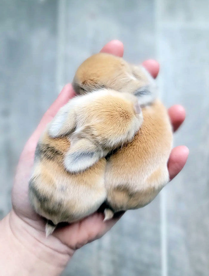 Small And Cute Bunnies