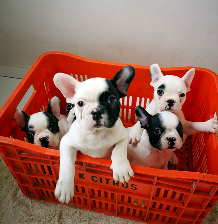 Airbnb Host Called To Ask If I Minded Sharing The Apartment With 9 French Bulldog Puppies