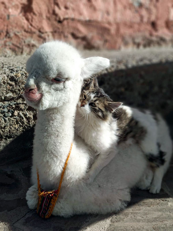 Una alpaca bebé con su mejor amigo 