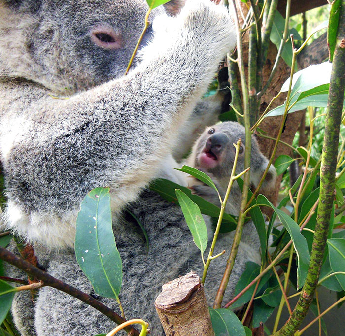 I Visited Steve Irwin's Zoo Today, And A Koala Just Had Her Baby