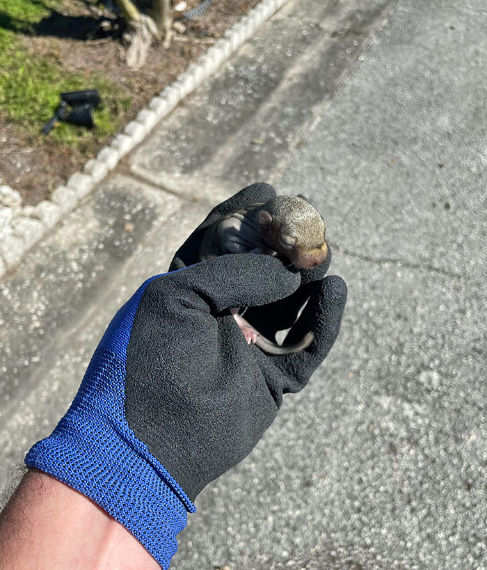 Two Baby Squirrels Fell Out Of My Neighbor's Tree When I Was Working In The Yard