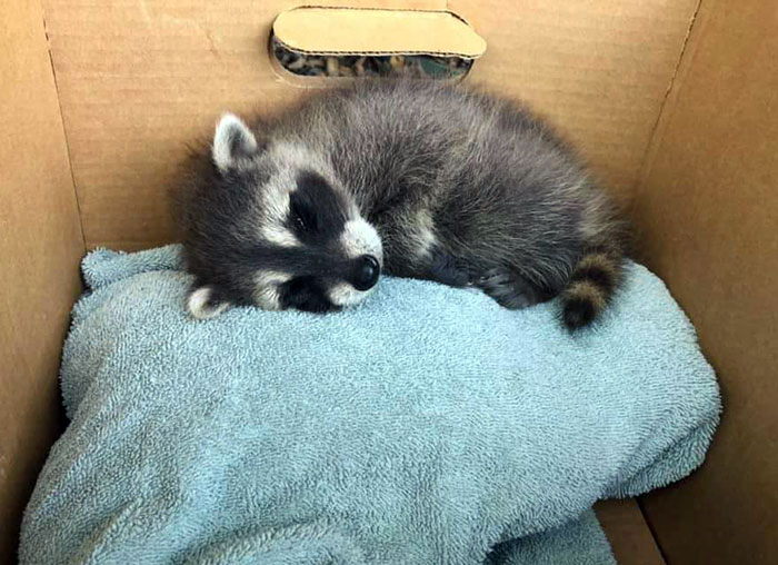 My Friend Found A Baby Racoon In Their Garage, And They're In Contact With The Local Wild Life Rehabilitation Centre. Just A Cutie