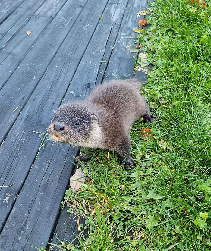 I Encountered A Lost Little River Puppy On My Lawn Today
