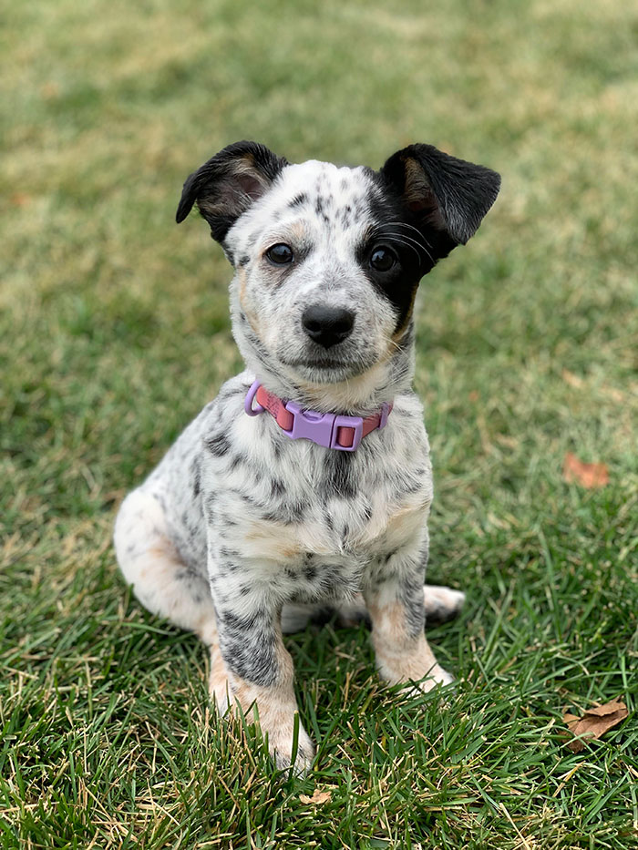 My Rescue Puppy, Poppyseed, At 12 Weeks