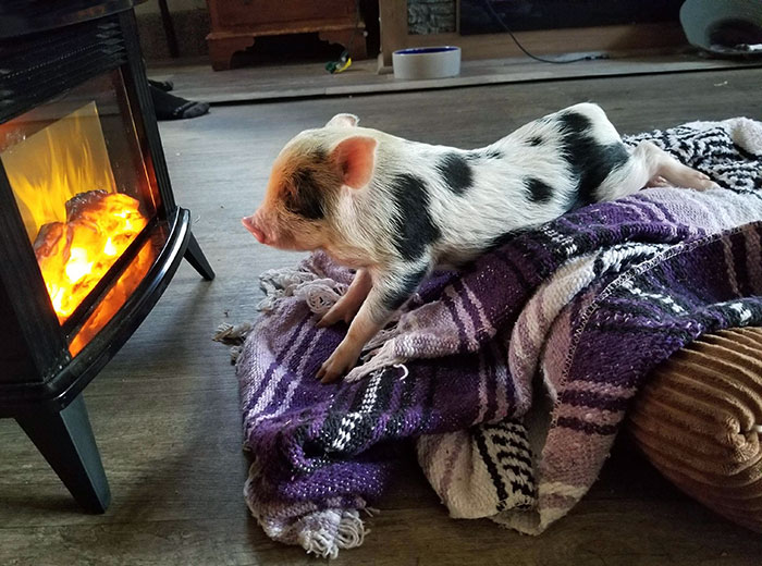 I Just Wanted To Show Someone How Much My Pig Loved His Heater As A Baby