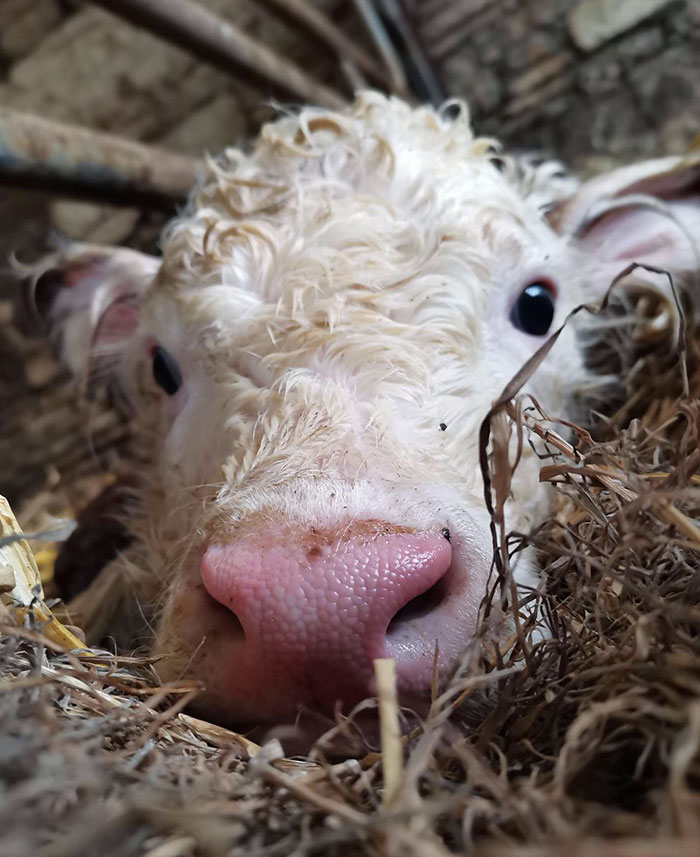 A Newborn Hereford Calf