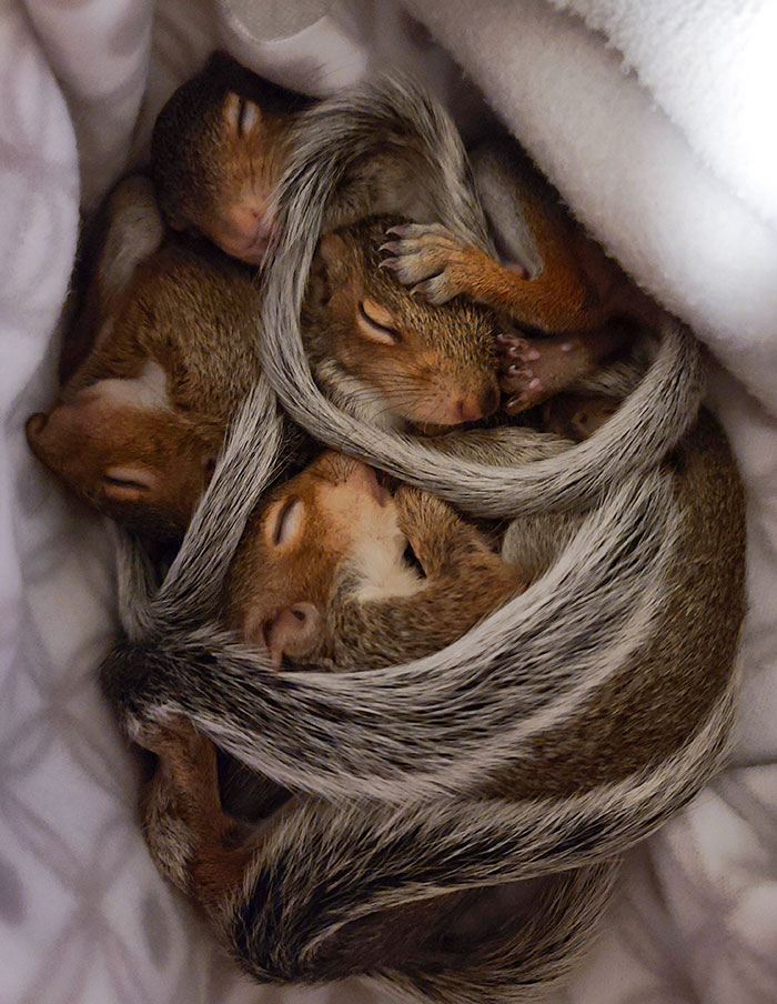  I Am A Licensed Wildlife Rehabber, And Here's A Pile Of Baby Squirrels