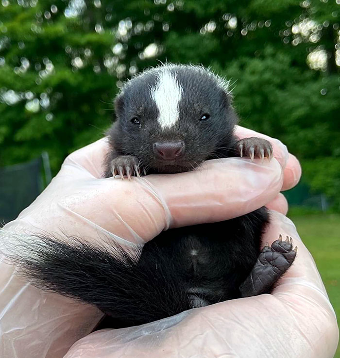 I Found Her, Dehydrated And All Alone. Now This Tiny Orphaned Baby Skunk Is Getting All The Care She Needs