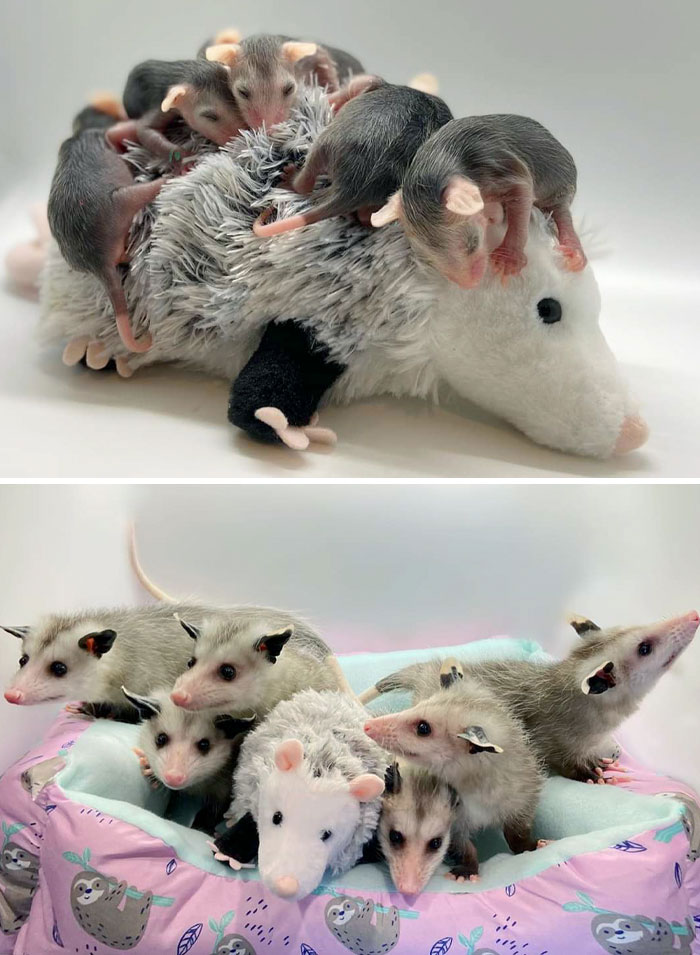 Before And After Of Our Little Group Of Opossums