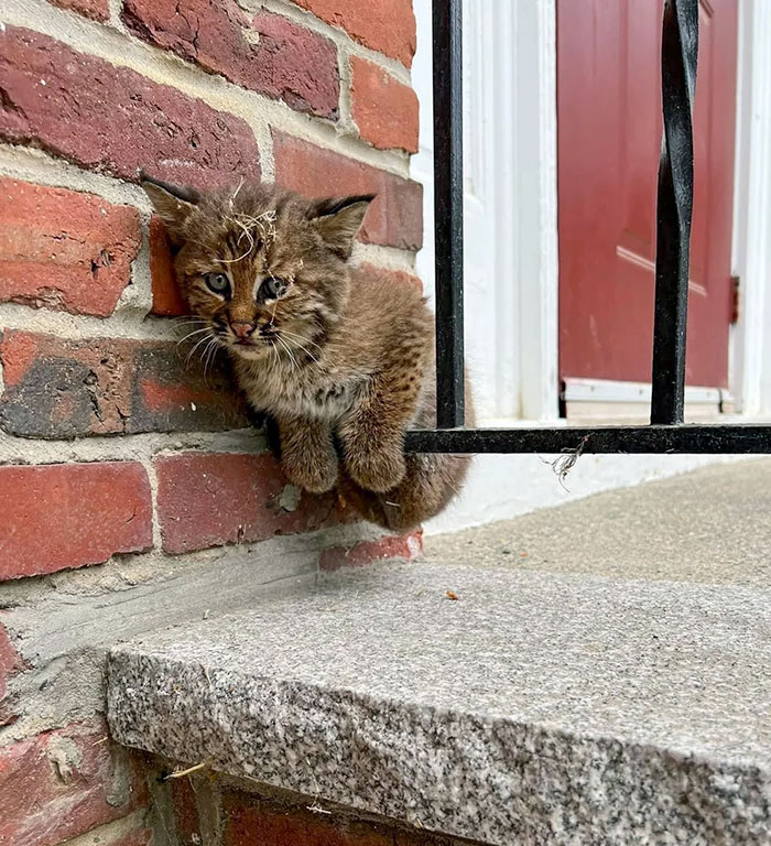 I Came Home From A Walk And Saw This Guy At Our Stairs. After Confirming It Was A Baby Bobcat, The Police Called A Local Wildlife Center To Come And Get Him