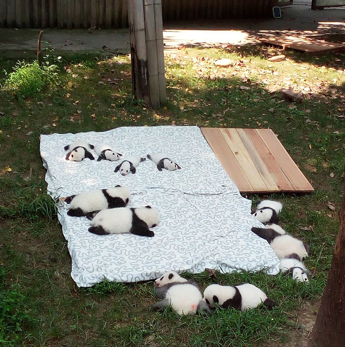 These Adorable Panda Babies