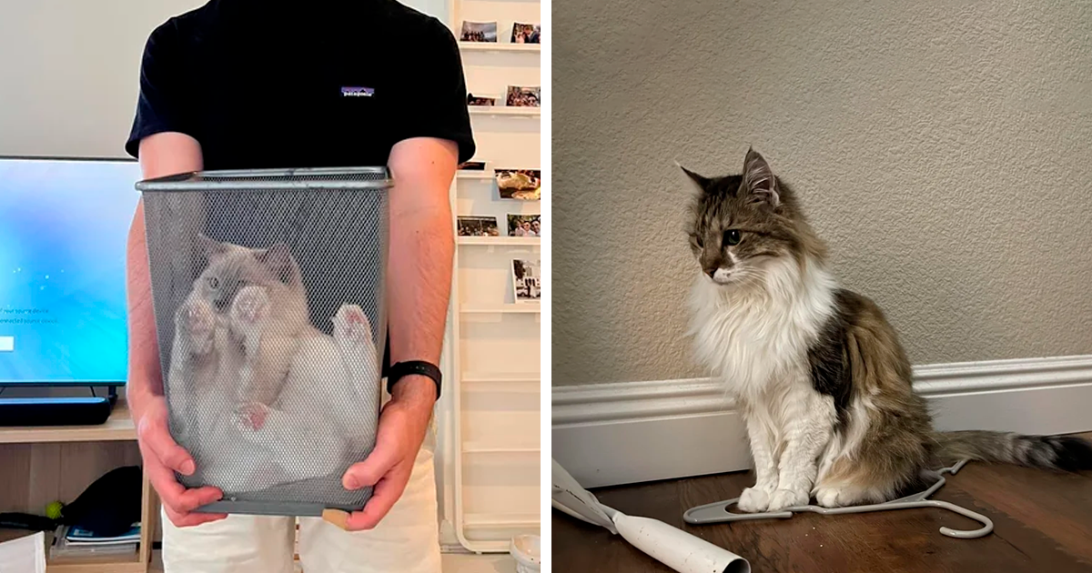 This Online Group Exists To Show All The Hilariously Adorable Ways