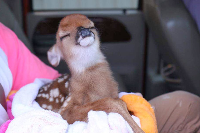 Rescued From The Louisiana Floods, Still Majestic As Hell