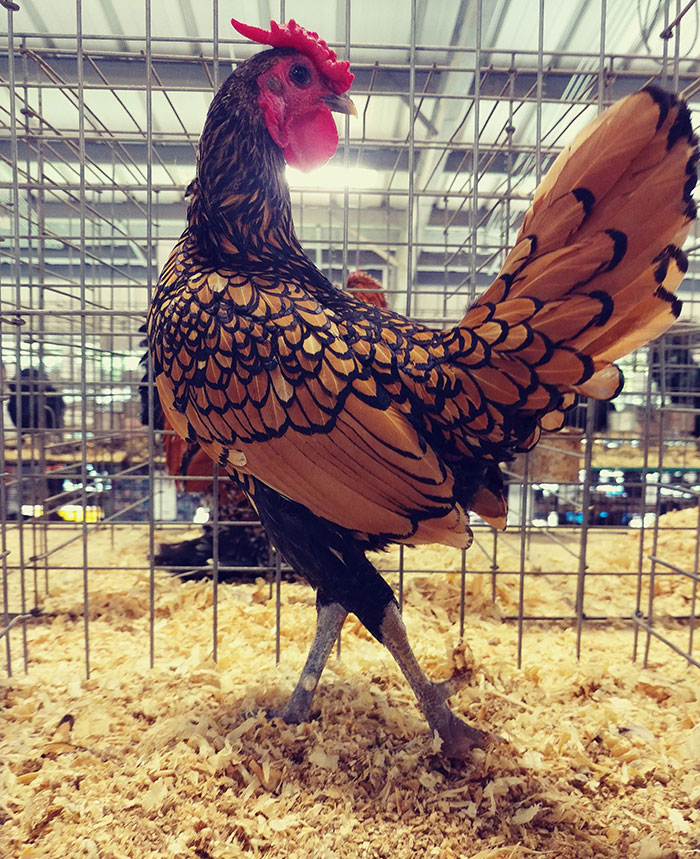 I Took A Picture Of A Beautiful Chicken