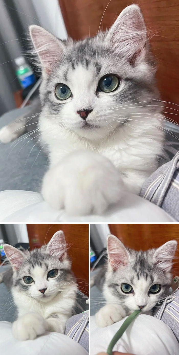 Fluffy Paw And Cute Eyes