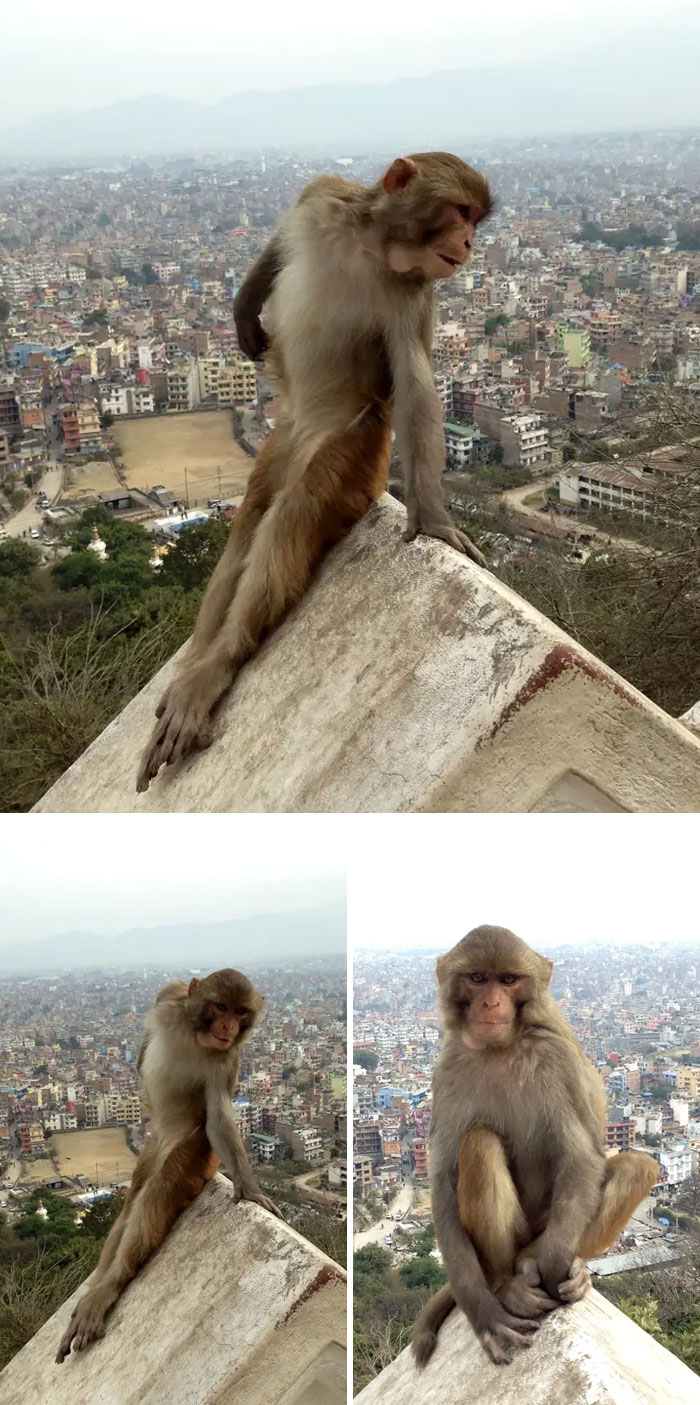 Monkey Posing Like Every Girl On Instagram