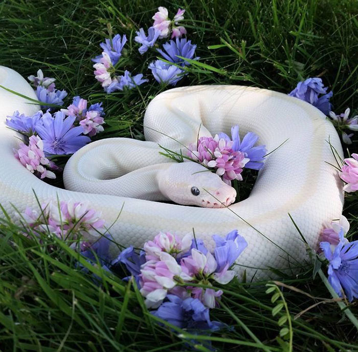 This Precious Danger Noodle Could Be An Instagram Model