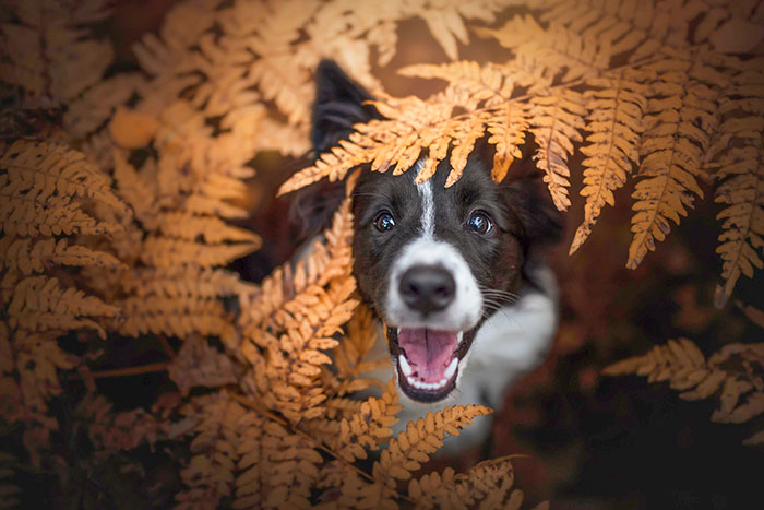 After 5 Long Years, My Boyfriend And I Got Our First Dog, Murphy. And I Can Finally Pick Up My Old Hobby Again, Dog Photography! She's The Best Model