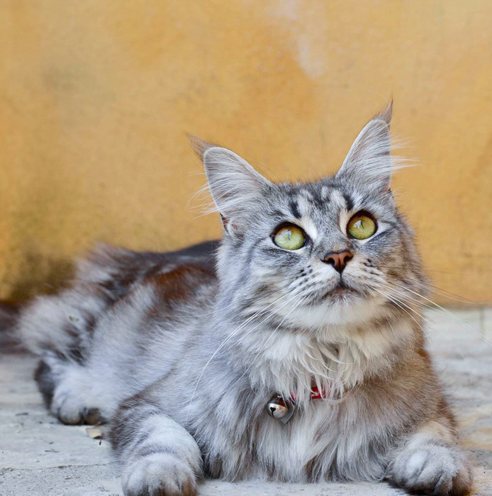 My Lovely Lilac Hardly Ever Poses For A Photo, She Has Overcome Much Of Her Shyness