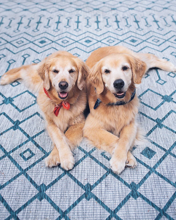 Criss-Cross Paws On A Criss-Cross Rug. How Do You Like Our Fancy Pose?