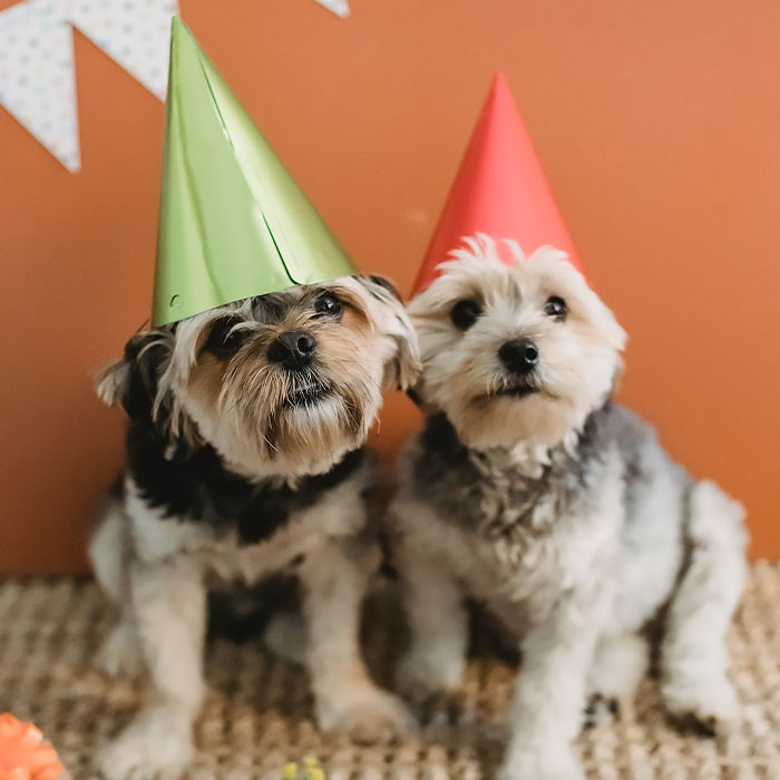Two small dogs with party hats