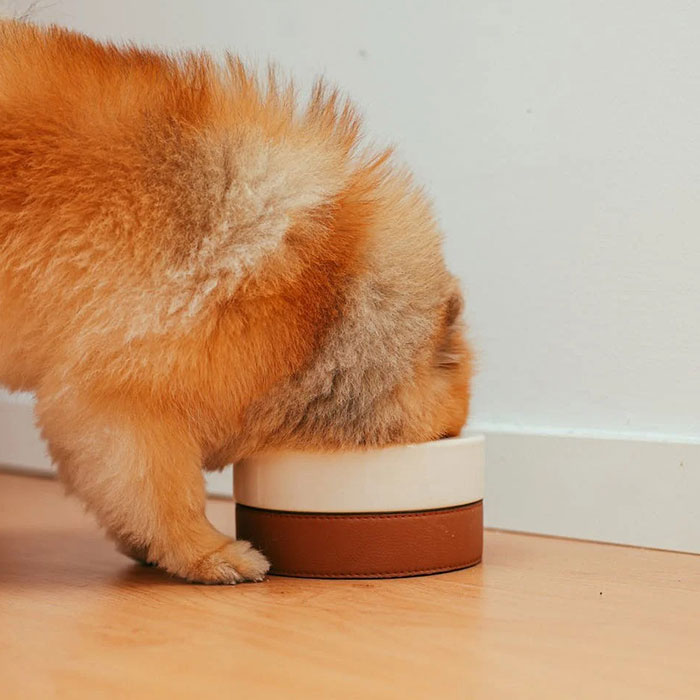 Brown dog eating