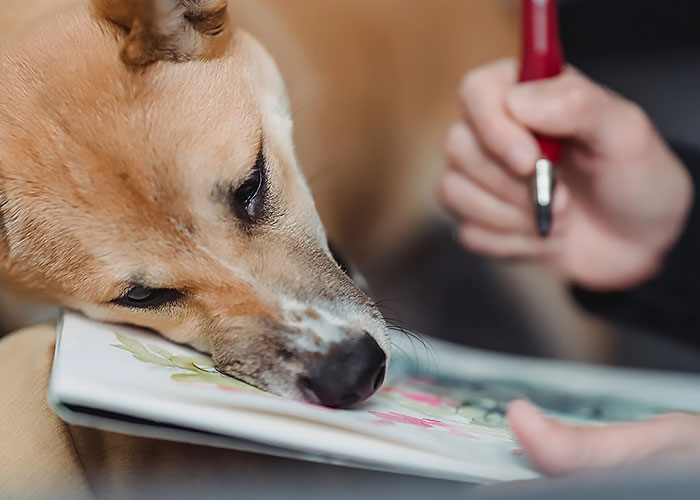 Dog looking at drawings