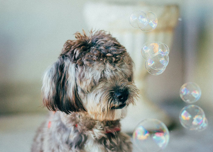 Gray dog near bubbles