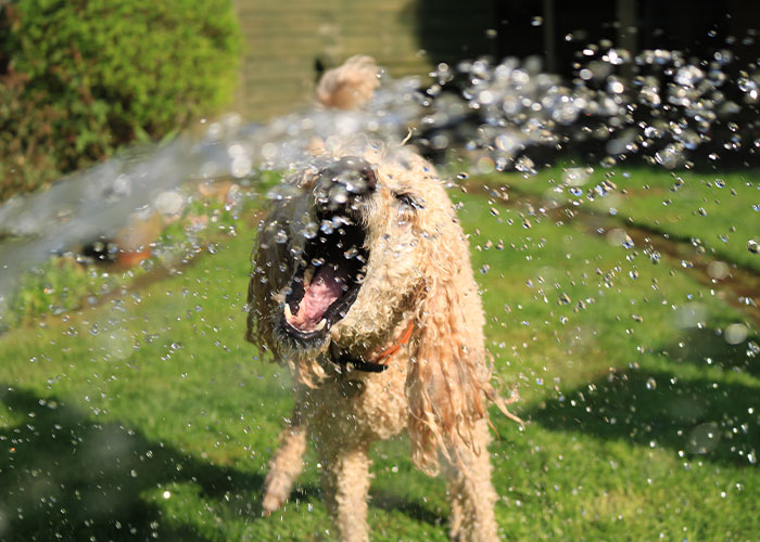 Brown dog playing with water