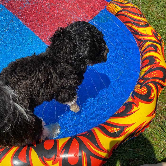 Black dog playing in the small pool