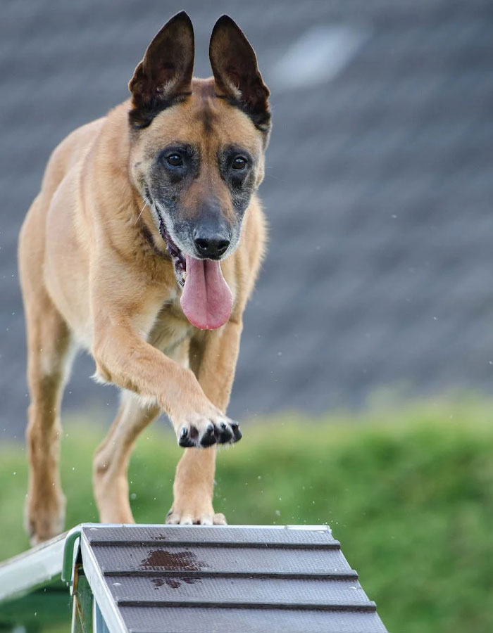 Brown dog walking