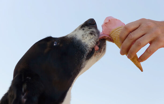 Black dog licking ice cream