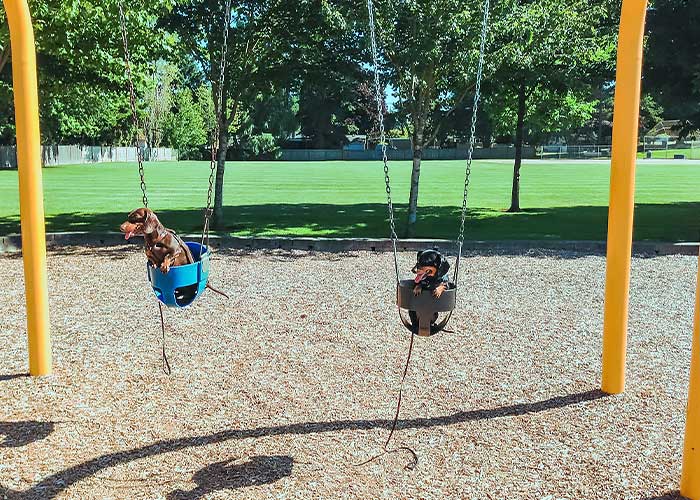 Dogs on swings