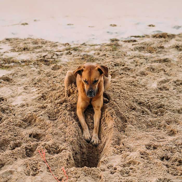 Brown dog digging hole in the beach