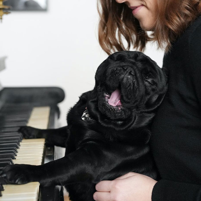 Black dog tries to play piano with owner