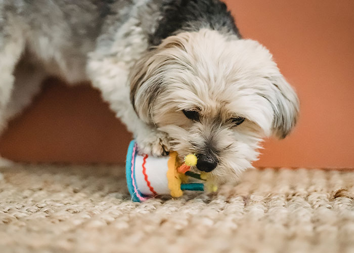Dog playing with birthday cake toy