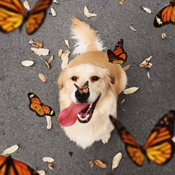 dog-with-butterflies-64352c97cb6f6.jpg