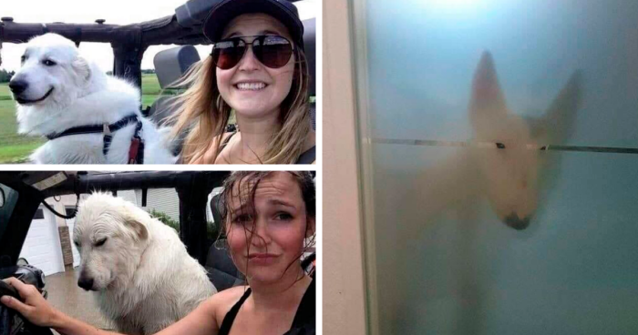 50 ‘Puppies In Random Situations’ That Might Just Heal Your Soul