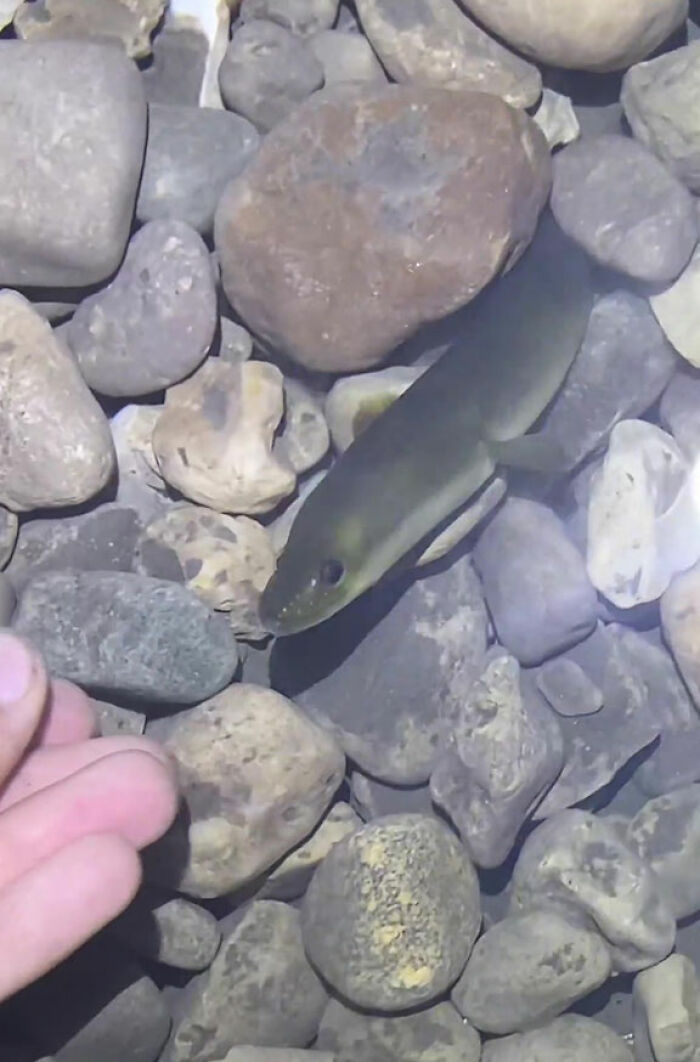 This Man Has An "Eel Pit" Under His Home And It's Making The Internet Lose Its Mind