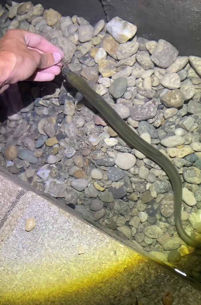 This Man Has An "Eel Pit" Under His Home And It's Making The Internet Lose Its Mind This Man Has An "Eel Pit" Under His Home And It's Making The Internet Lose Its Mind