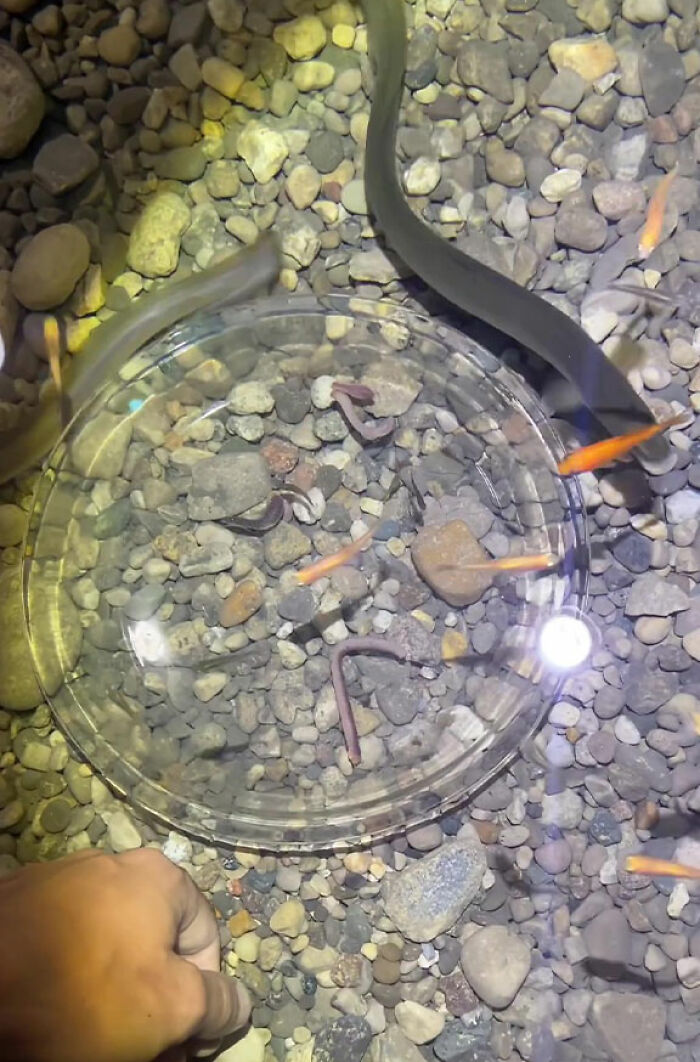 This Man Has An "Eel Pit" Under His Home And It's Making The Internet Lose Its Mind This Man Has An "Eel Pit" Under His Home And It's Making The Internet Lose Its Mind