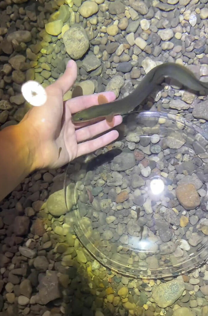 This Man Has An "Eel Pit" Under His Home And It's Making The Internet Lose Its Mind This Man Has An "Eel Pit" Under His Home And It's Making The Internet Lose Its Mind